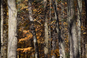 Sentier de la Presqu'ile, Montreal