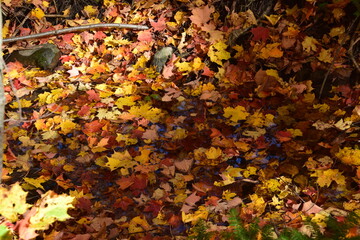 Sentier de la Presqu'ile, Montreal