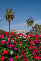 Fototapeta na wymiar Heaps of geraniums for a beautiful floral background