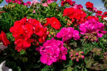 Heaps of geraniums for a beautiful floral background