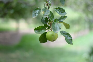 A harvest season of fruits