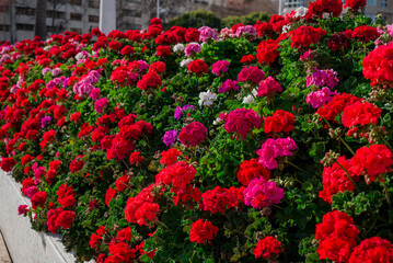 Fototapeta na wymiar Heaps of geraniums for a beautiful floral background