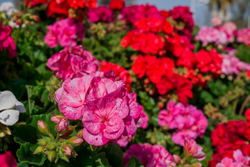 Heaps of geraniums for a beautiful floral background