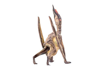 dinosaur , Dsungaripterus  isolated background