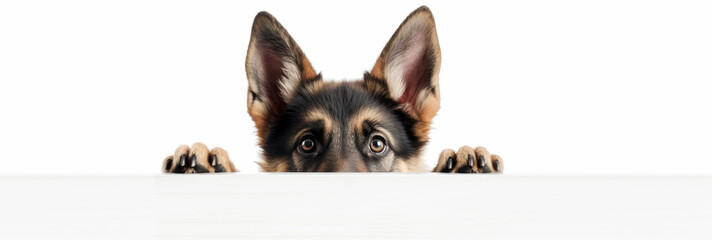 Captivating Portraits of a Lovable German Shepherd Puppy, Peeking Up from a White Wall.  Generative AI.