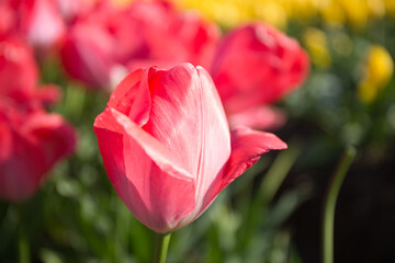 チューリップ畑でのアップで撮られた赤いチューリップ