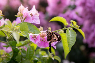 Pequena mariposa em meio a flores rosas.