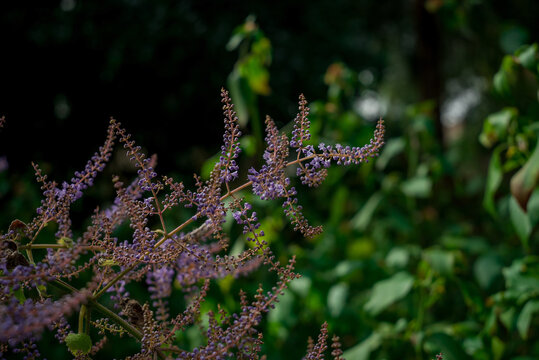  purple rain - astilbe chinensis - flowering purple astilbe in summer