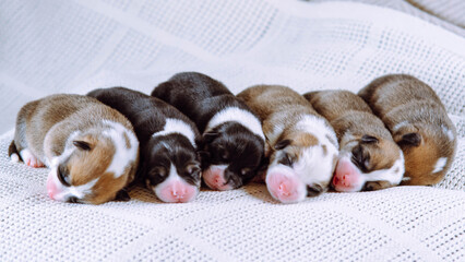 Six newborn babies cuddling up to each other are lying on white blanket. Maintenance and feeding of pets. Raising puppies. Dog breeding. Inspection of puppies in veterinary clinic. Positive emotions.