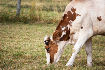 cow grazing in the meadow