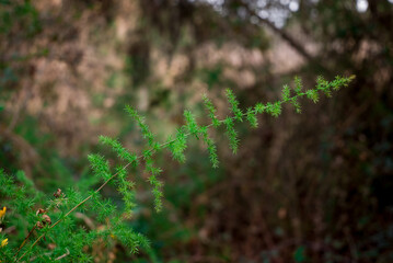 Tiny little yellow flowers in bloom on a wild spiky plant in a forest