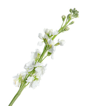 Beautiful stock flowers with tender petals isolated on white