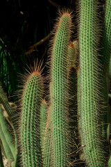 unusual  cactus plant close up in garden