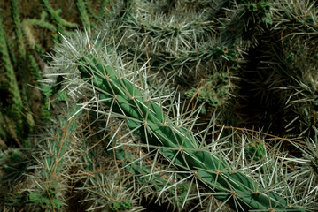 unusual  cactus plant close up in garden