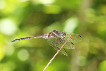 Libélula (dragonfly)