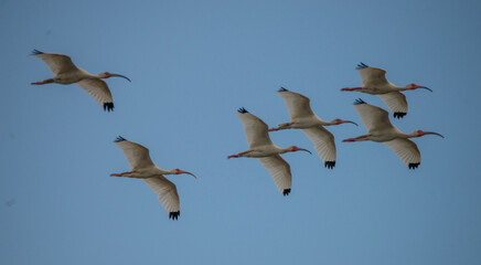Family: A flock of American White Ibis streak across a clear blue sky in Saint Marys, Georgia.