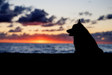 Silhouette of a welsh corgi pembroke sitting on the sandy beach, head in profile, beautiful sunset sky and blue ocean