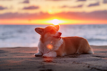 Welsh corgi pembroke lying on the beach and showing a tongue, beautiful sunset sky