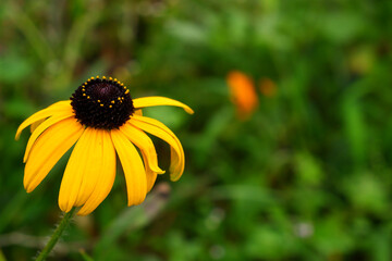 yellow flowers with blur background