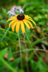 yellow flowers with blur background