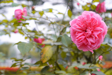 Pink flower with blur background