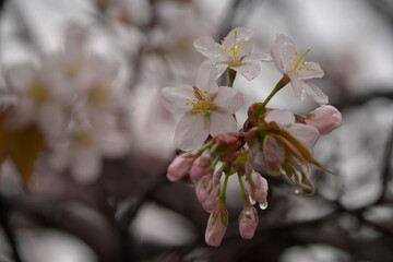 Obraz premium 雨天の桜