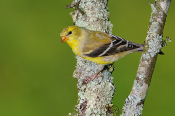 American Goldfinch