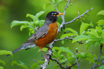American Robin Perched in a Plum Tree