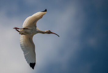 Always a Twist: An American White Ibis streaks across a cloudy blue sky in Saint Marys, Georgia