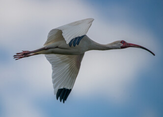 Stream Towards the Dreams: An American White Ibis streaks across a cloudy blue sky in Saint Marys, Georgia