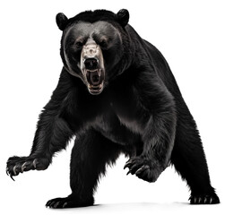 Fototapeta premium Stalking Bear