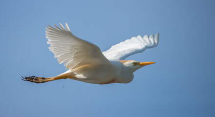 On A WIng & A Prayer; A Cattle Egret raises its wings as it glides across a clear blue morning sky in Florida.