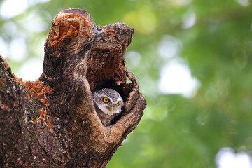 Little spotted owlet in the hollow of a tree. Cute of animal