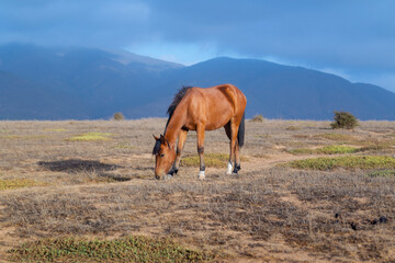 horse in the field