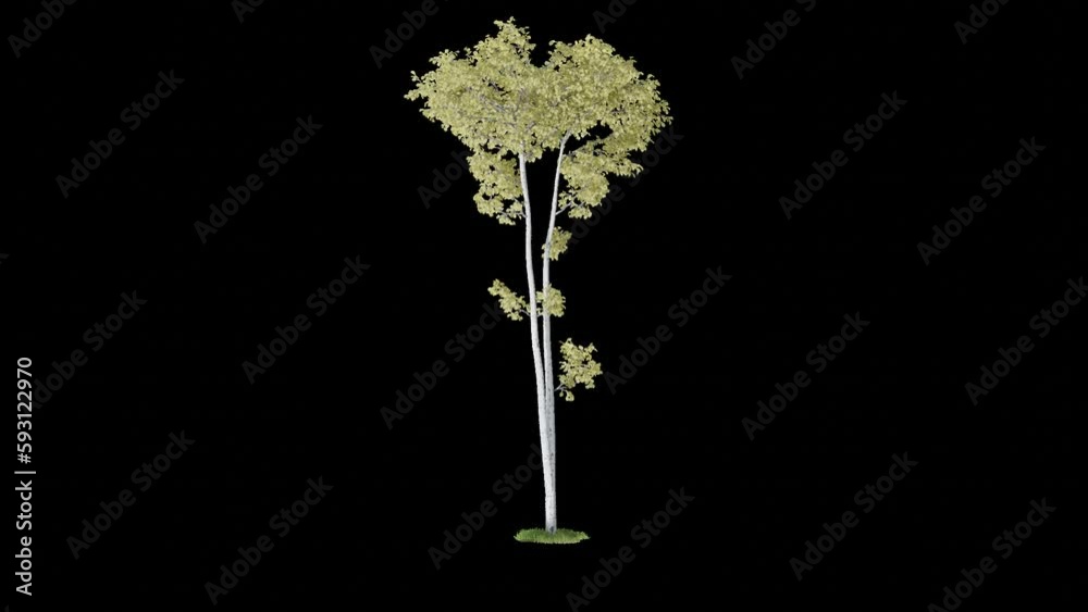 Poster tree animation footage transparent background for background and environment footage replacement , 3