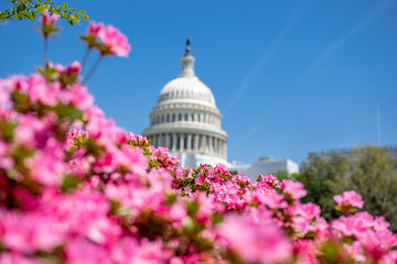 washington dc capitol in spring