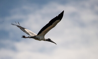 Above All That: A Wood Stork raises its expansive wings as it flies across a cloudy blue sky in Saint Marys, Georgia