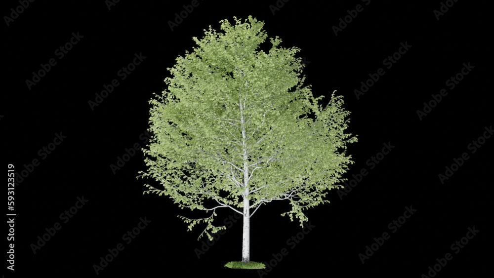 Fototapete tree animation footage transparent background for background and environment footage replacement , 3