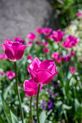 tulip