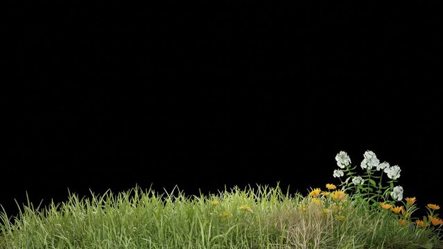 grass field footage with wind plant animation transparent background design, 3d illustration rendering