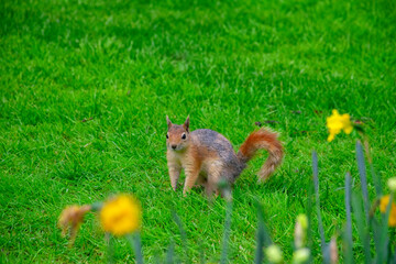 Small and lovely squirrel on a meadow among flowers during warm spring.