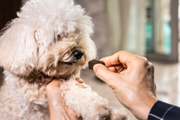 Closeup on hand feeding pet dog with chewable to protect and treat from heartworm disease - obrazy, fototapety, plakaty
