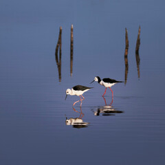 Two  by two, Pied Stilt reflection