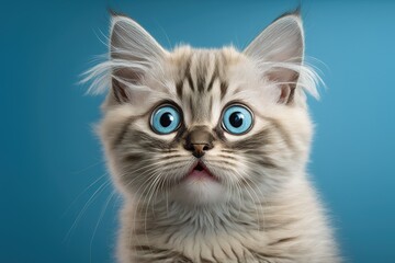 Image of a kitten facing the camera on a blue background. Young stunned surprised Cat closes its large eyes. young cat in fear emotional kitten at home with huge, wide eyes. lacking Generative AI