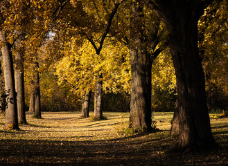 Rows of autumn trees in evening sun