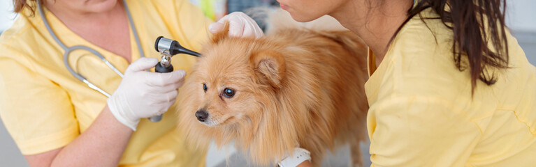 Woman veterinarian inspecting ears of dog in clinic
