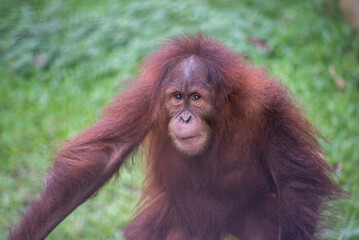 Naklejka premium Close up of The Sumatran orangutan, Pongo abelii, enjoy the fresh air