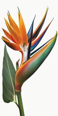 Strelitzia reginae flower, Bird of paradise flower with leaf, Tropical flower isolated on white background, with clipping path. Generative AI