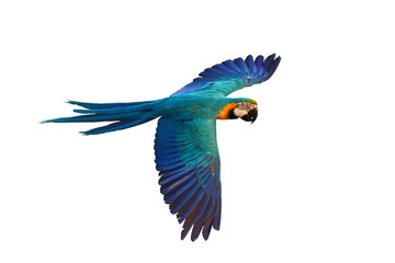 Colorful flying parrot isolated on transparent background png file	