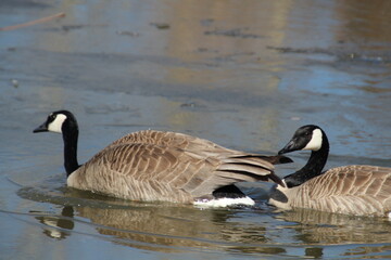 Geese On The Water